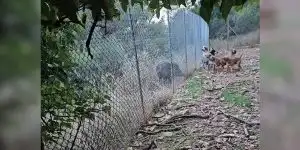 sangliers rend visite à des chiens de chasse