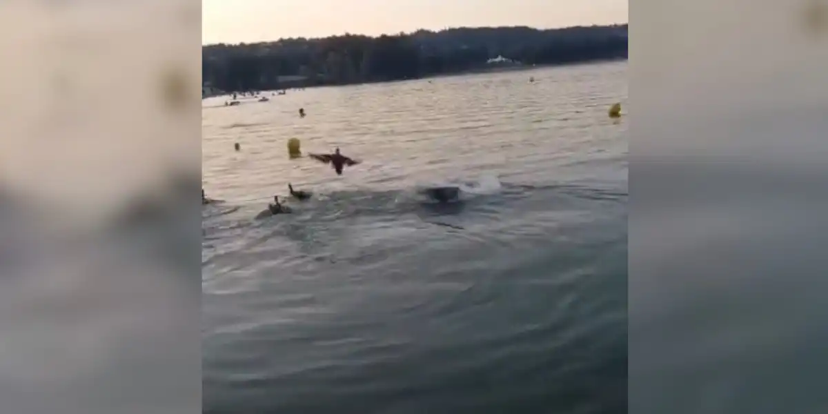 [Vidéo] Un silure gobe un canard au Grand Parc de Miribel-Jonage