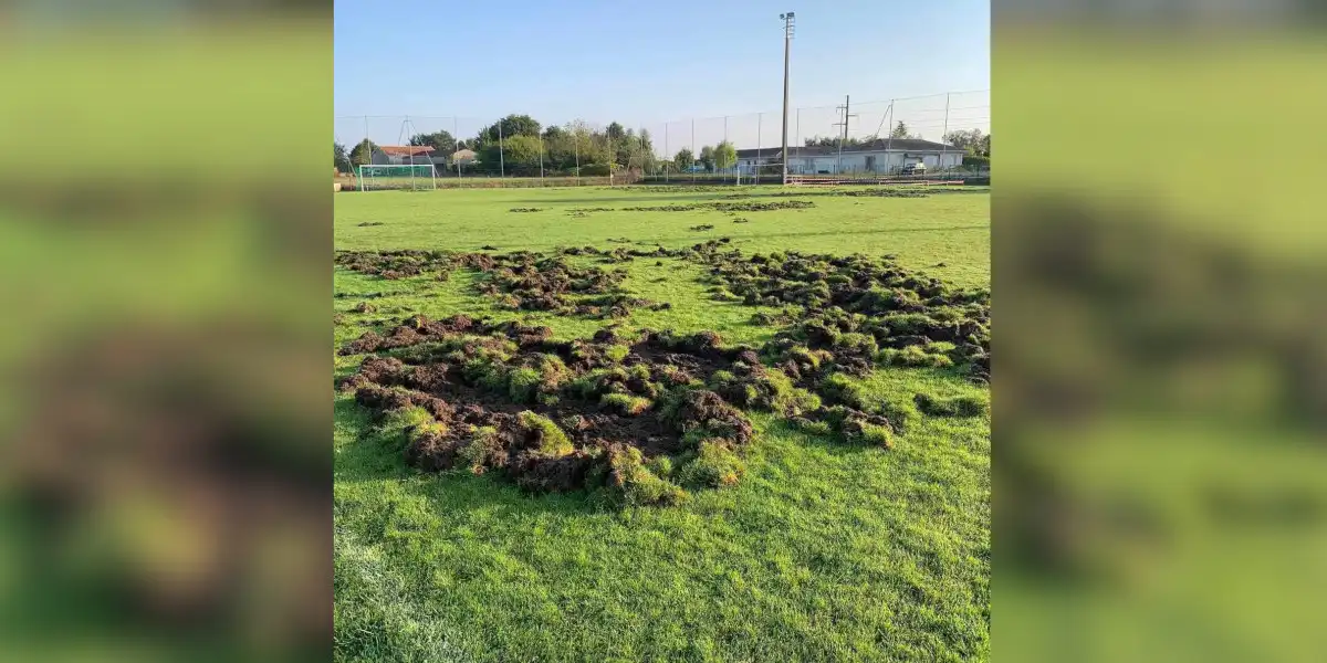 Des sangliers ruinent totalement un terrain de football en Dordogne