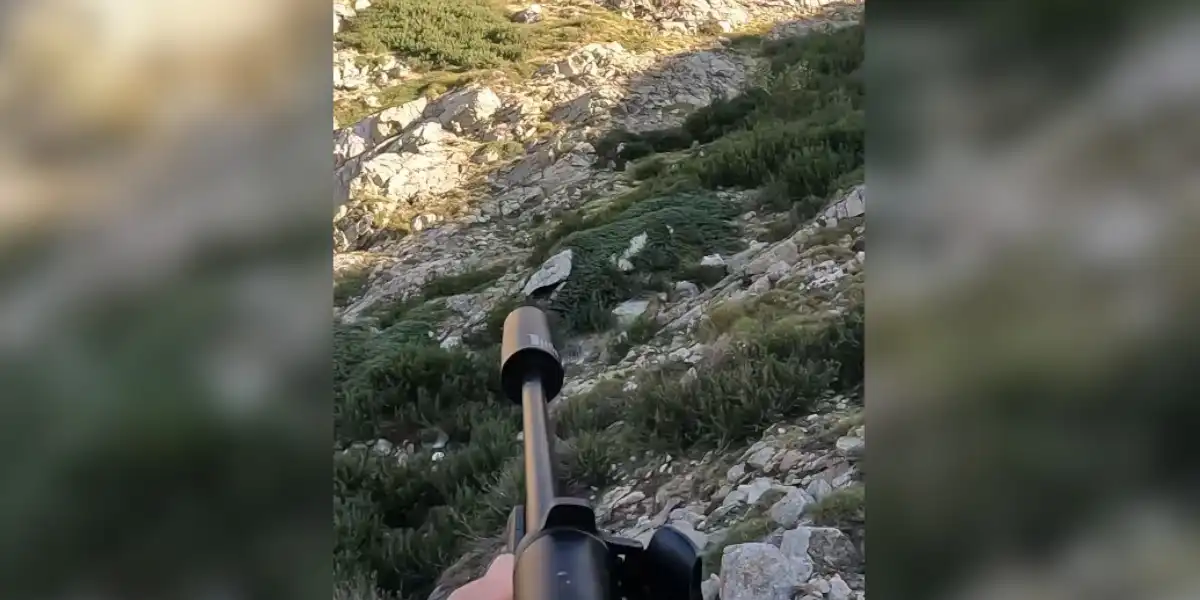 tir d'un sanglier dans la montagne Corse