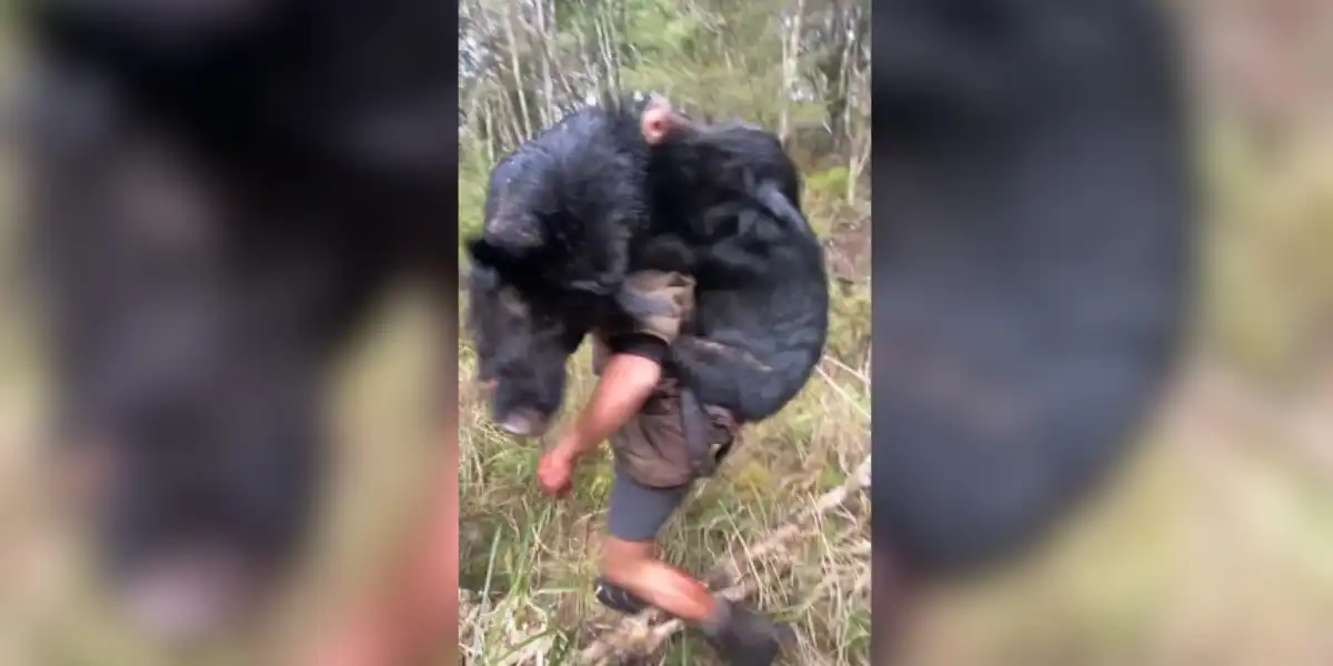 un chasseur avec deux sangliers sur le dos