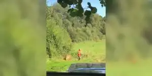 un chevreuil percute un chasseur