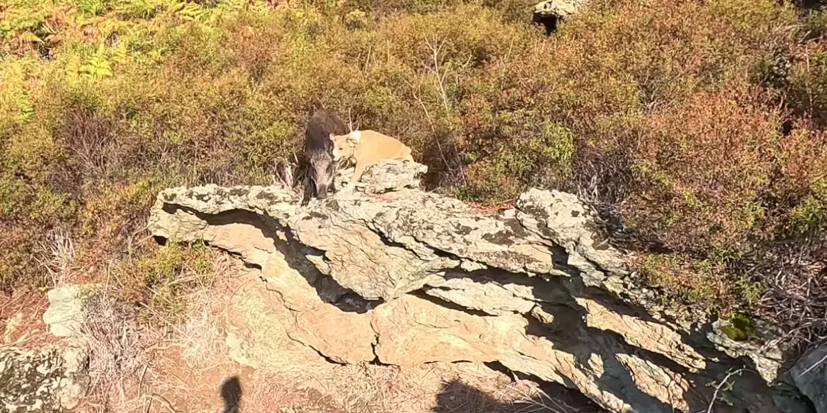 un sanglier saute dans le vide