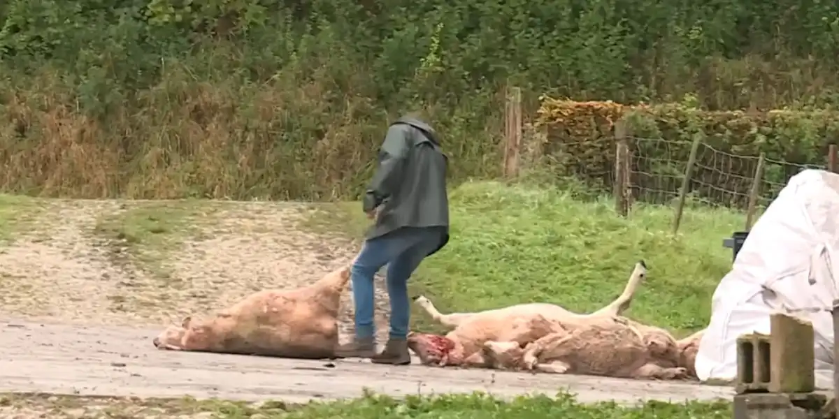 attaque de loup dans la Meuse