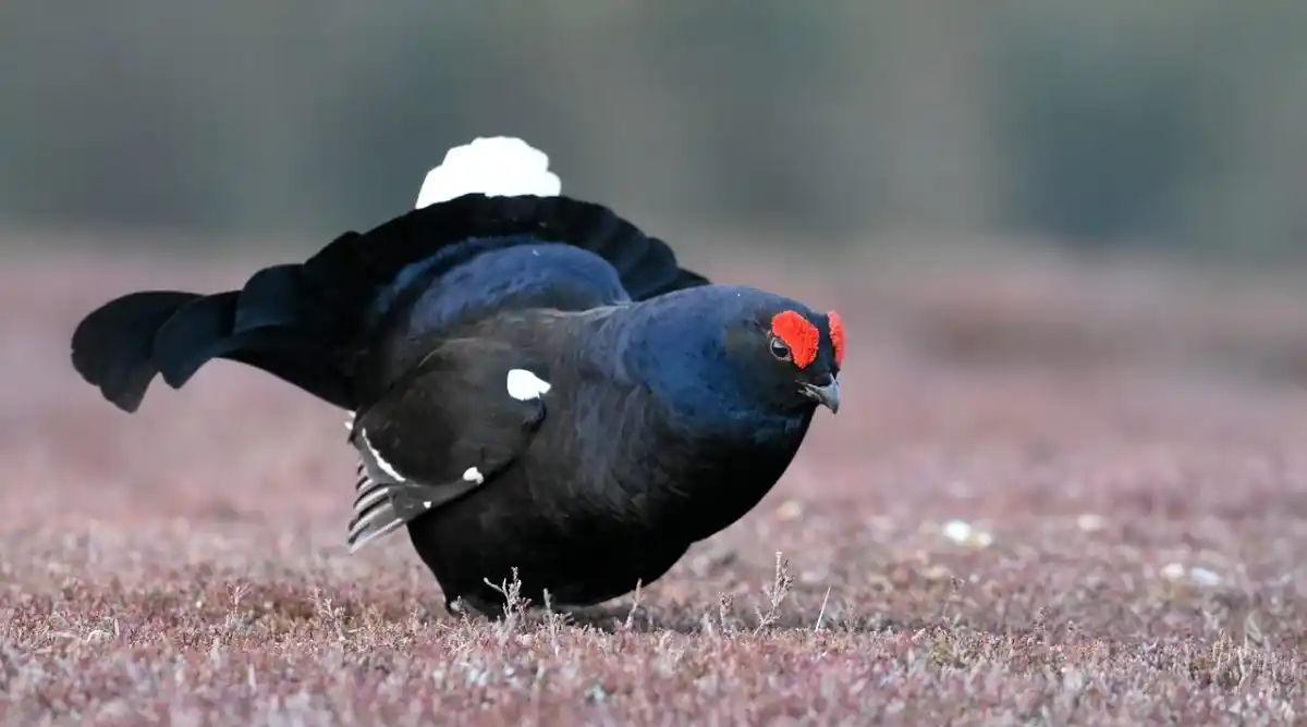 La chasse des galliformes interdite par le tribunal dans les Alpes-du-Sud