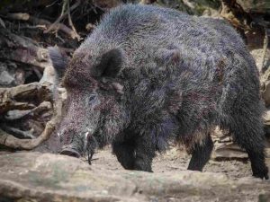 Un keiler de plus de 167 kg prélevé en Charente