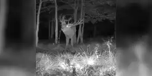 [Vidéo] Un superbe cerf 18 cors brame juste devant un piège photographique