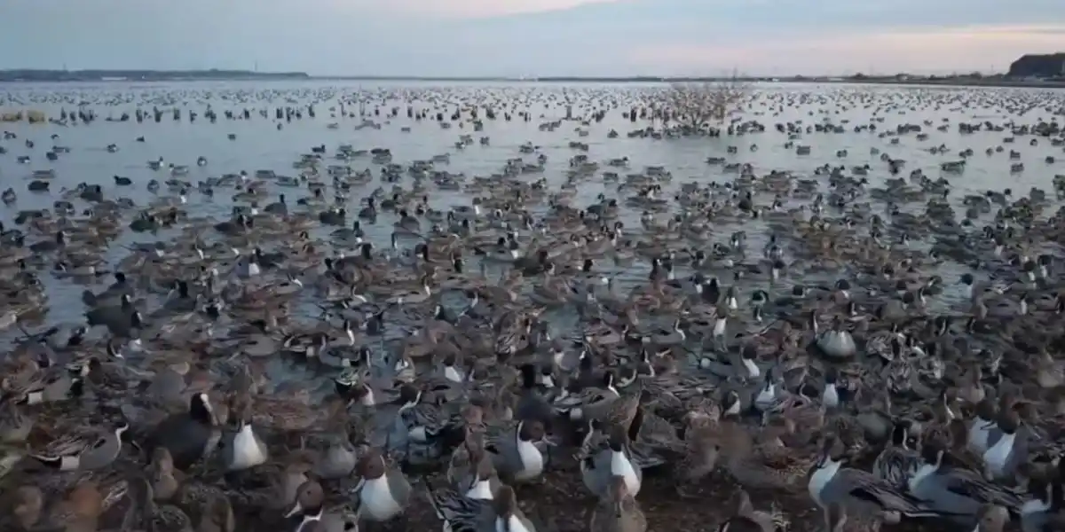 [Vidéo] Quand tu tombes sur un véritable « champ de pilets »