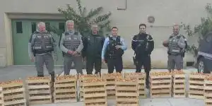 Près de 400 kg de champignons ramassés illégalement saisis dans la Drôme