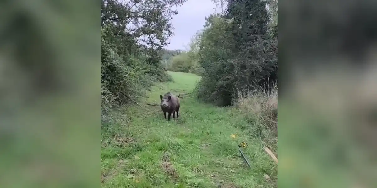 [Vidéo] Un homme en plein travail obligé d’hurler pour éviter une attaque de sangliers