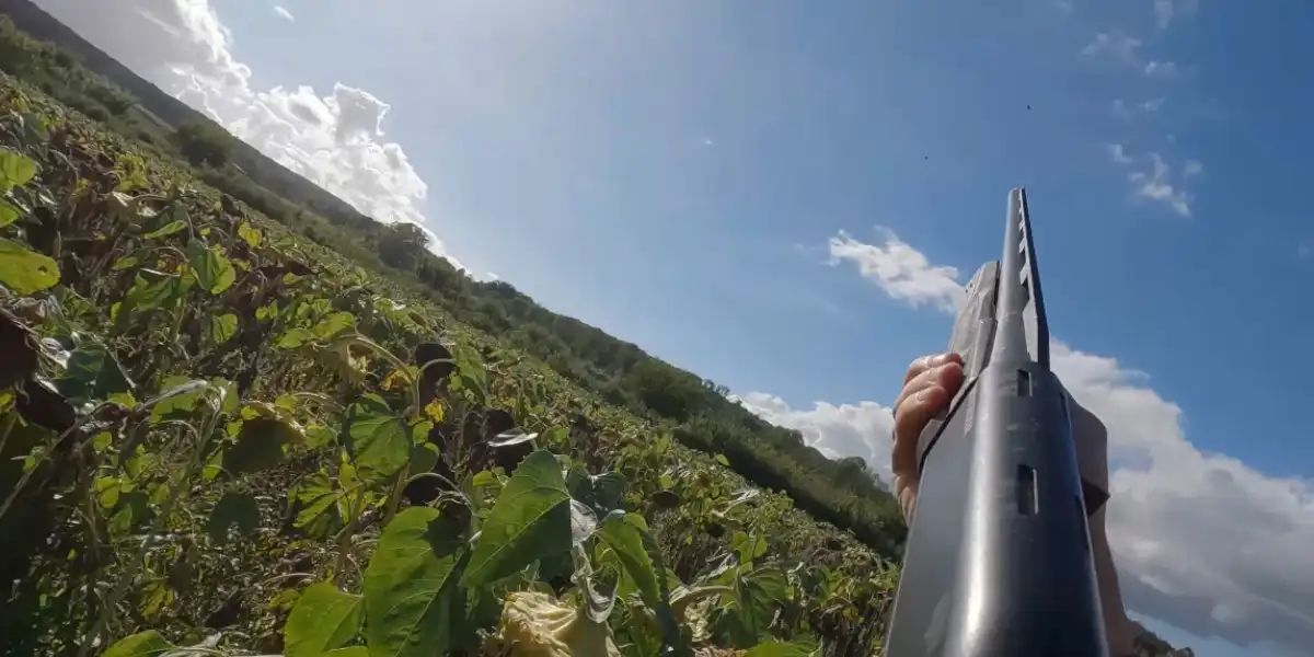 [Vidéo] Une belle chasse aux pigeons dans un champ de tournesol