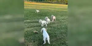 chiot setters à l'arrêt