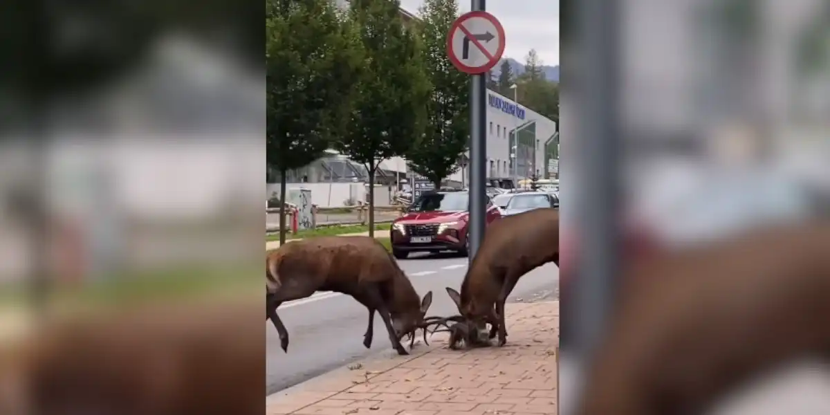 combat de cerfs en pleine ville