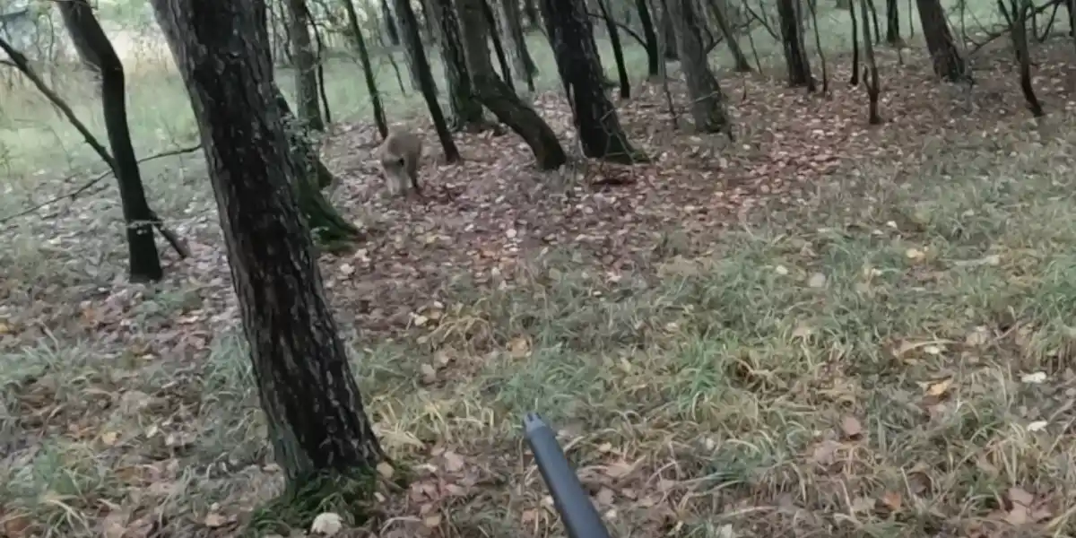 compilation de 31 actions de chasse