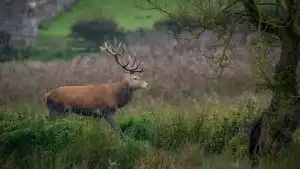 Une enquête ouverte après la découverte d’un cerf décapité en Haute-Garonne