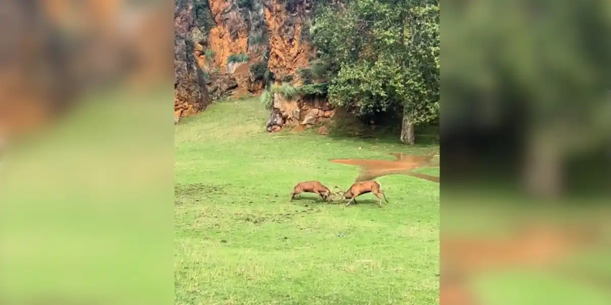 [Vidéo] Deux cerfs se lancent dans une démonstration de force impressionnante