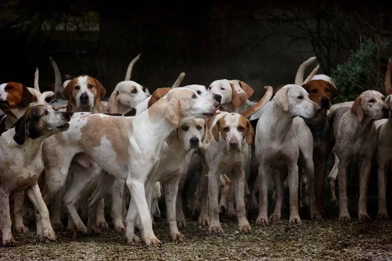 Le gouvernement peut-il instaurer un impôt sur les chiens en France?