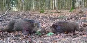 doublé de sanglier dans la Meuse