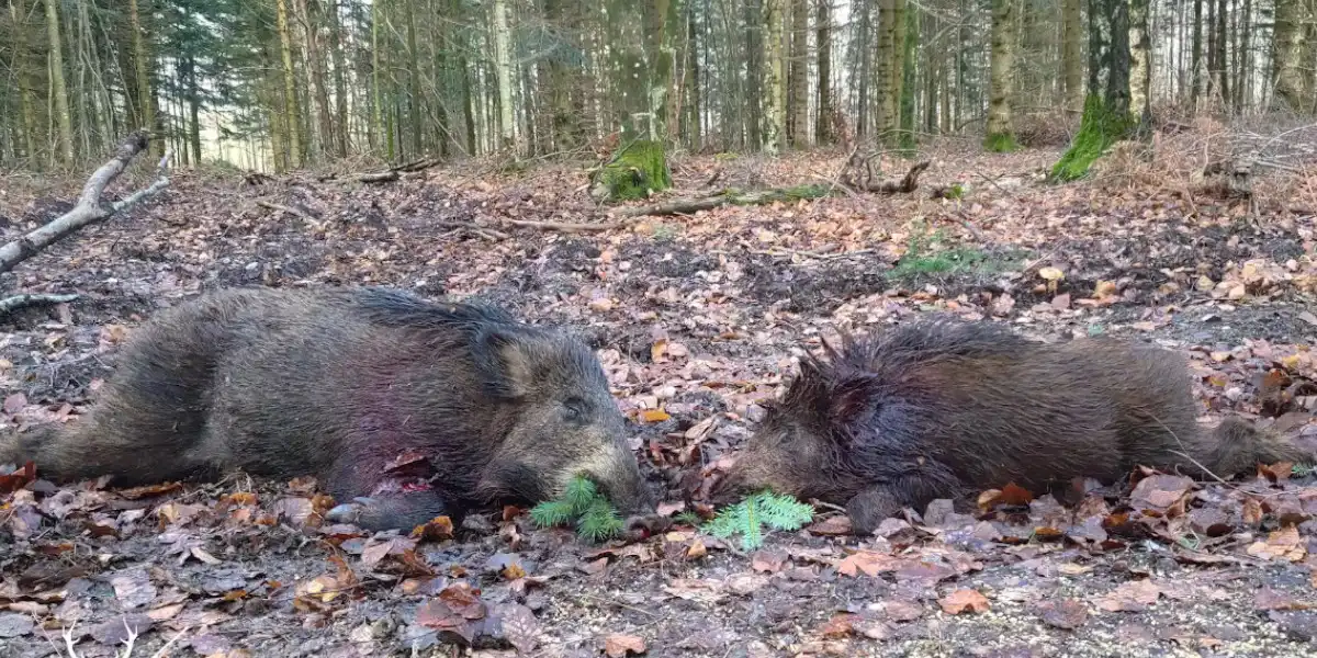 doublé de sanglier dans la Meuse