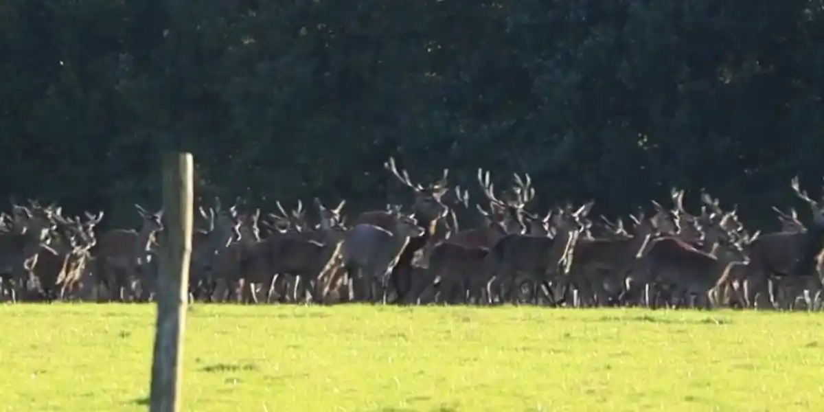 [Vidéo] Une harde de cervidé semble ne jamais finir