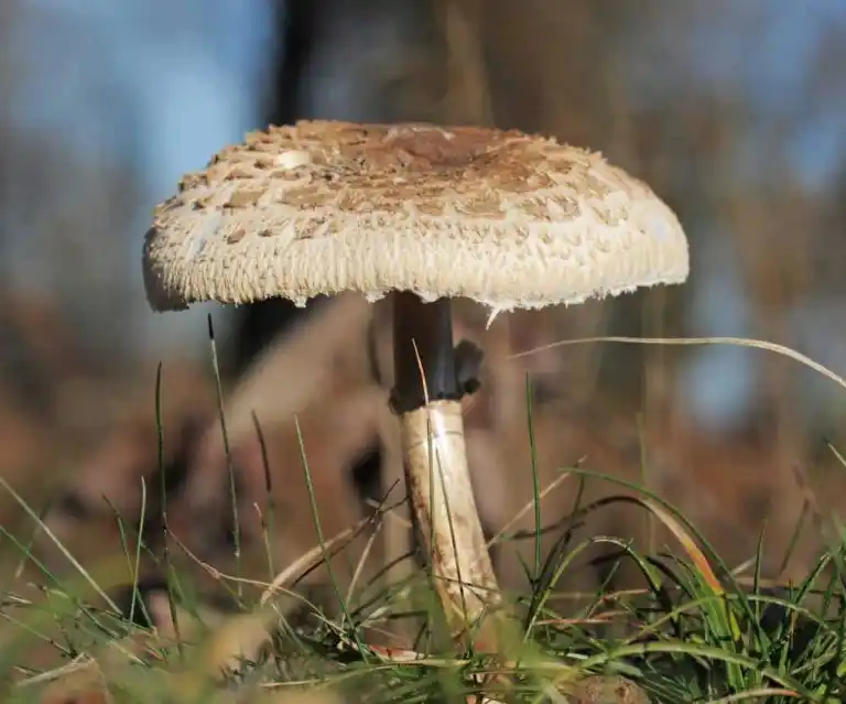 La coulemelle : reconnaitre ce champignon et le cuisiner