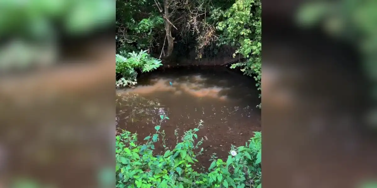 [Vidéo] Un martin-pêcheur surprend un pêcheur et plonge sur son leurre