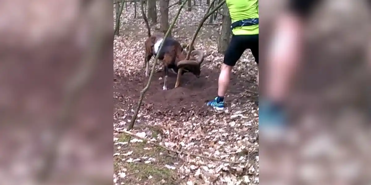 [Vidéo] Un homme vient en aide à un mouflon en grande difficulté