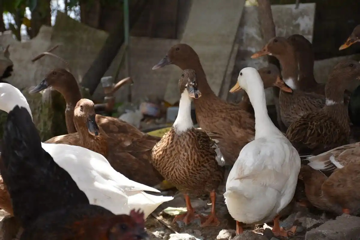 Grippe aviaire : la France revoit son niveau d’alerte à la hausse