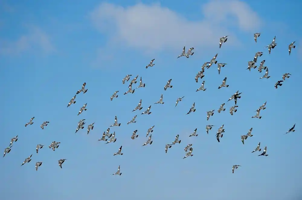 Palombes