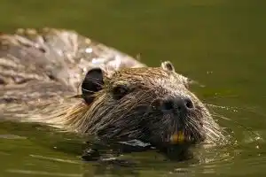 Ragondin dans l'eau