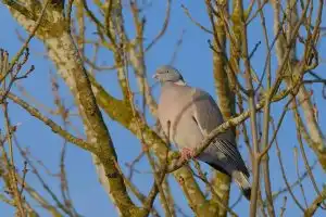 Après l’ortolan, la tourterelle des bois et l’alouette, les chasseurs craignent pour la palombe