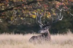 interdire la chasse durant le brame du cerf