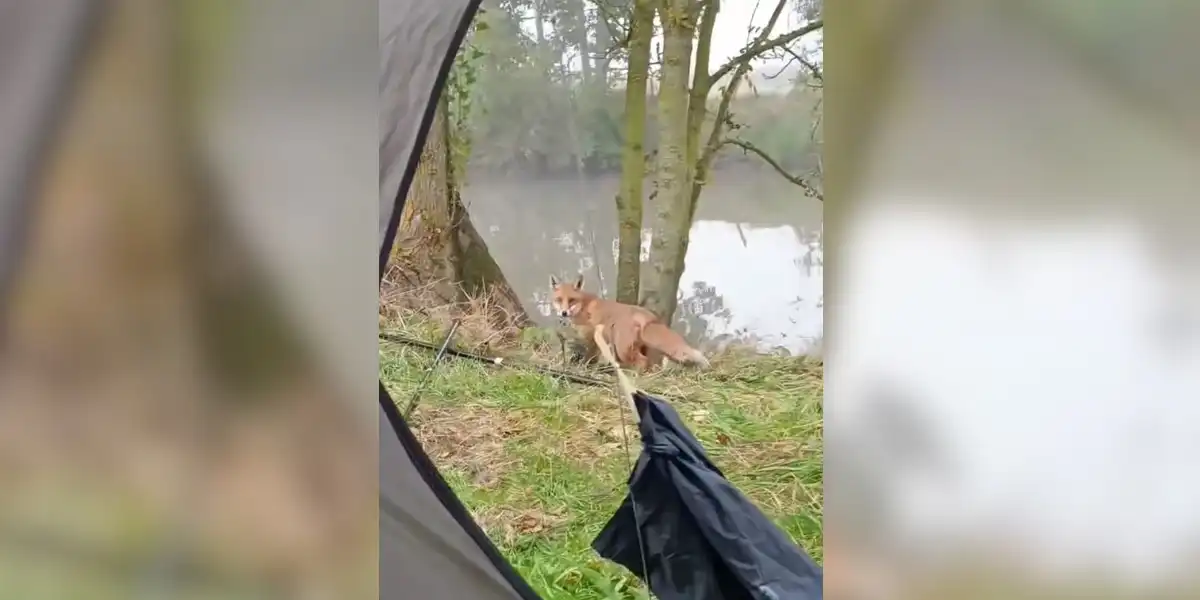 [Vidéo] Un pêcheur de carpes se fait voler son matériel par un goupil