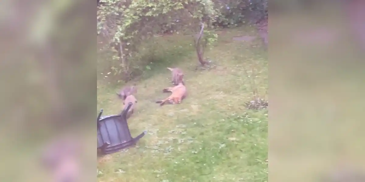 [Vidéo] Des renardeaux jouent avec le mère au fond d’une cour ou ils ont élu domicile