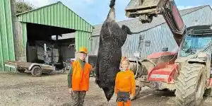 Un sanglier de 160kg prélevé sur les terres de Ploumoguer dans le Finistère