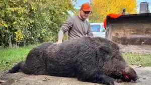 Un sanglier monstrueux de 181kg prélevé dans la Marne