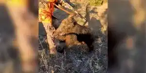 [Vidéo] Un gros sanglier essaie d’ouvrir la jambe d’un chasseur posté