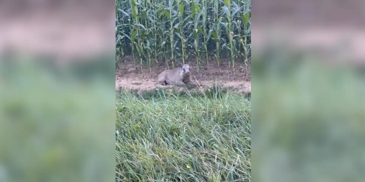 sanglier au bord du maïs