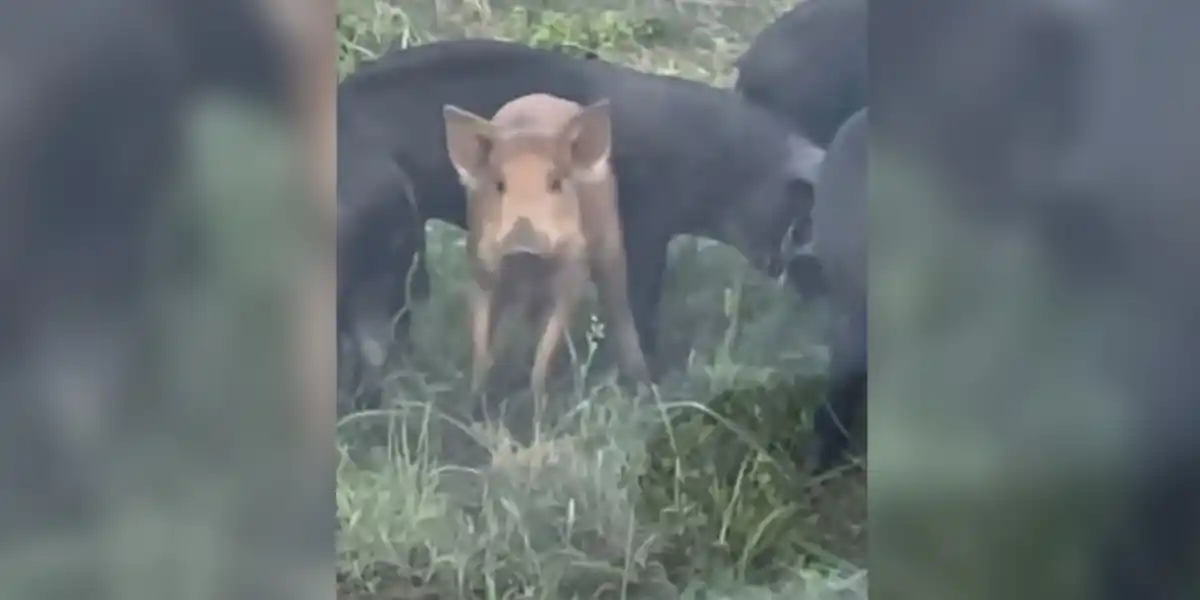 sanglier au milieu des cochons