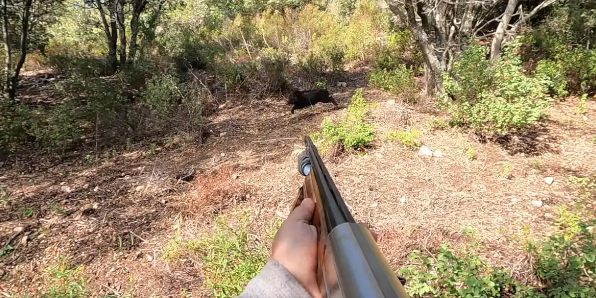 [Vidéo] Un sanglier prélevé à 5 mètres au calibre 12 lors d’une chasse en Corse