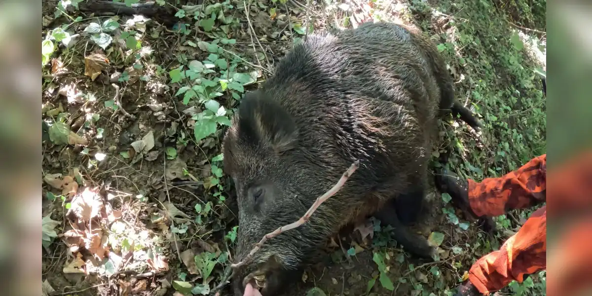 [Vidéo] La joie et l’émotion d’un chasseur qui prélève son premier sanglier de plus de 100kg