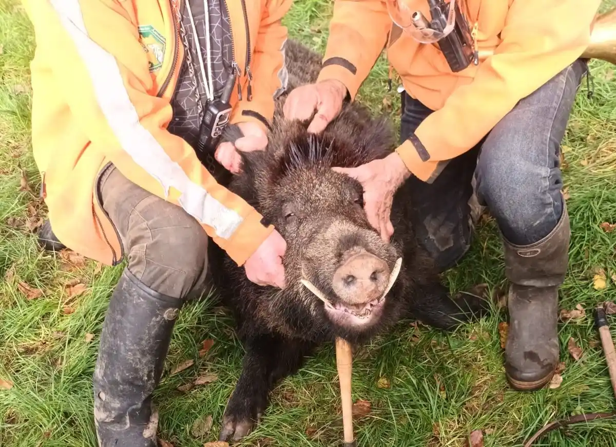 Un sanglier de 157 kilos prélevé en Mayenne