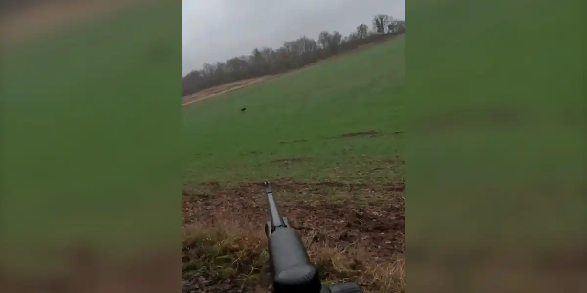 [Vidéo] Un sanglier fait un sacré soleil après avoir été stoppé par un tir de 300