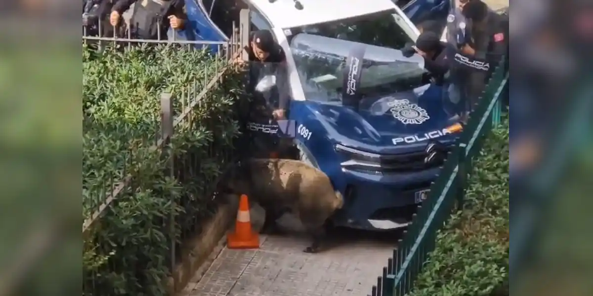 [Vidéo] Un gros sanglier fait face à toute une escouade de police en pleine ville