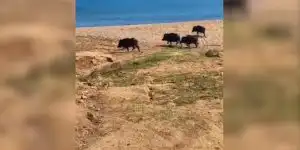 [Vidéo] Des sangliers aperçus en pleine balade sur les plages Corses