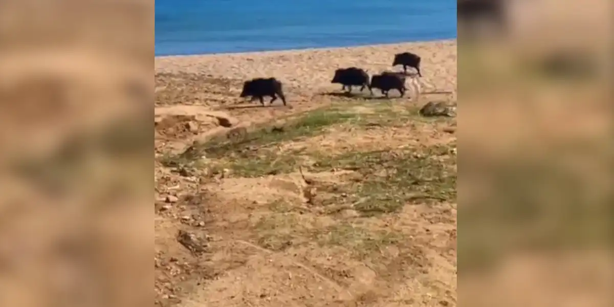 sangliers à Cala Longa