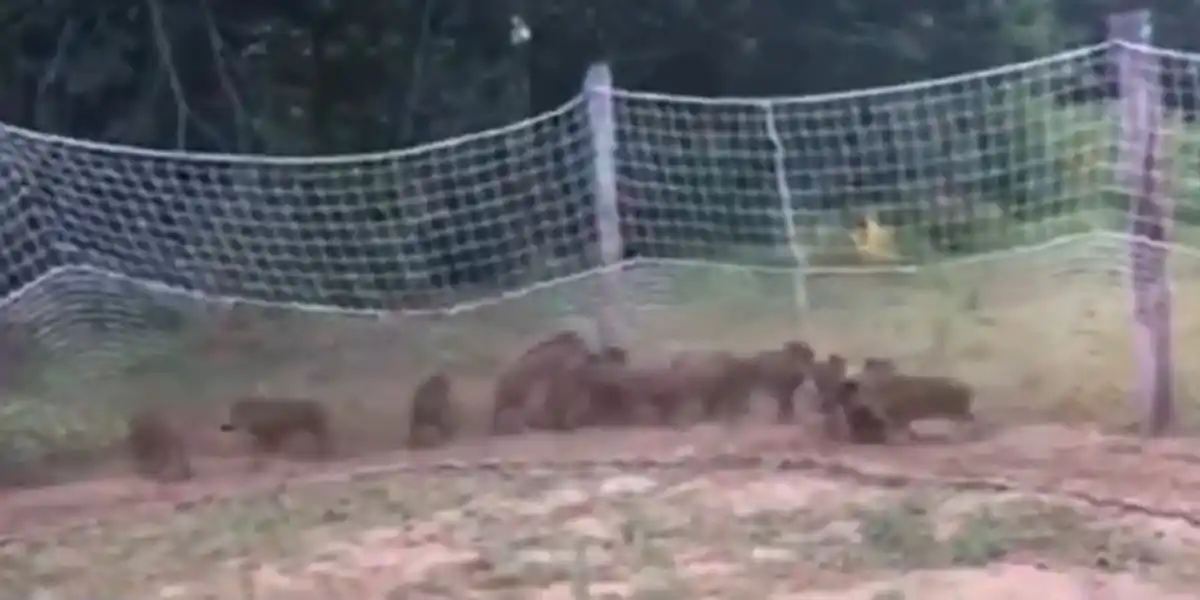 [Vidéo] Les agriculteurs Landais capturent les sangliers aux filets