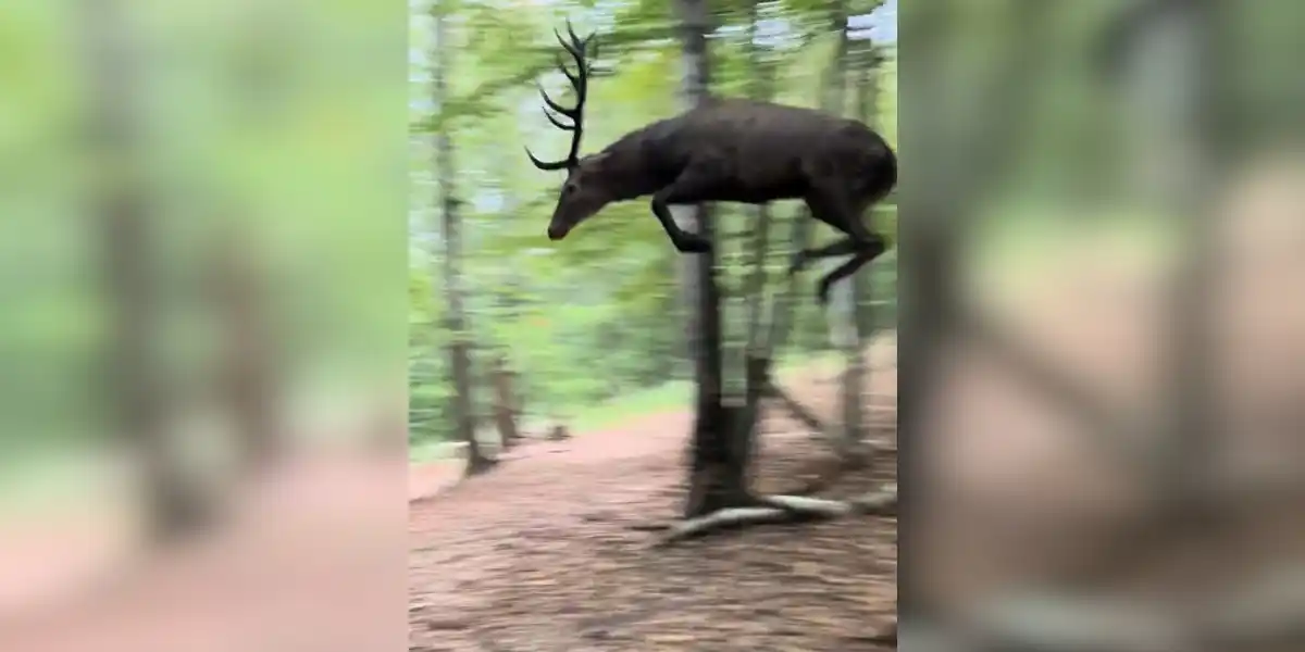 [Vidéo] Un cerf fait un bond incroyable juste devant des chasseurs