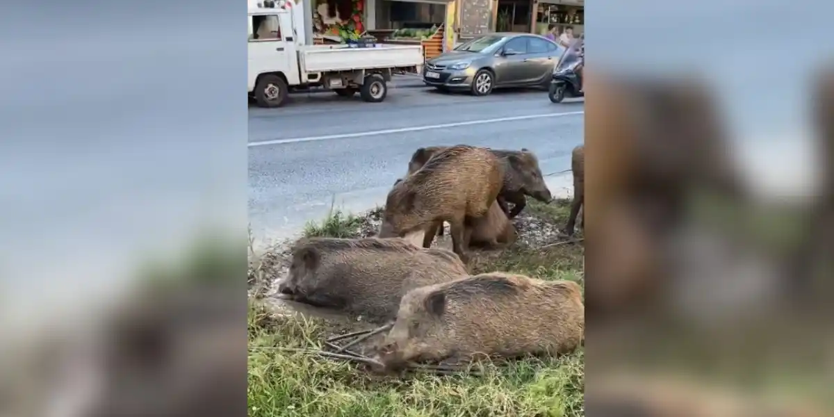 [Vidéo] Des sangliers trouvent une souille qui surprend tout le monde