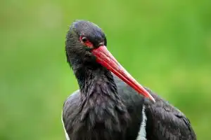 Une des dernières cigognes noire suivie par GPS est morte victime d’un rapace et d’un renard